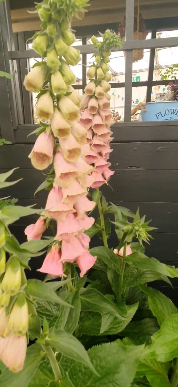 Digitalis x mertonensis 'Summer King'2 Digitalis x mertonensis 'Summer King'
