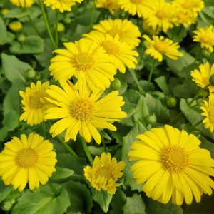 Doronicum orientale 'Little Leo'