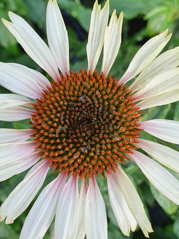 Echinacea Funky White New 2