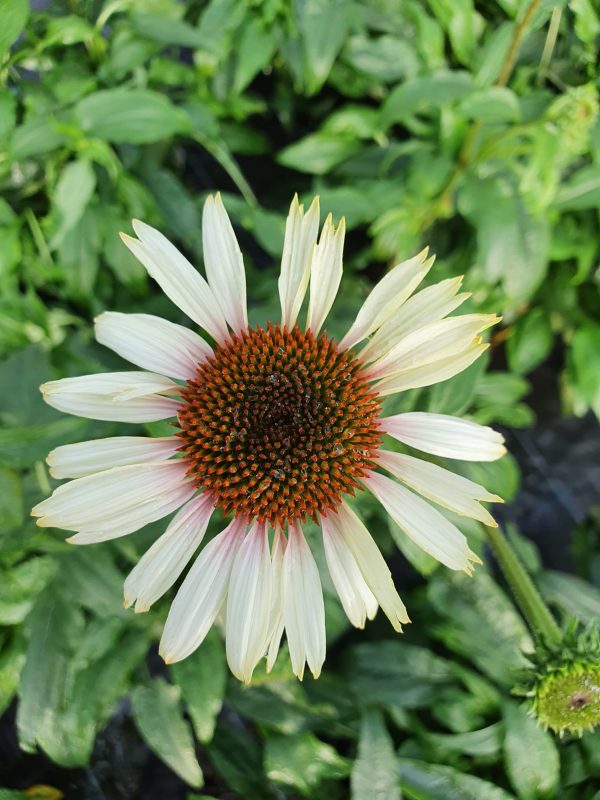 Echinacea Funky White New
