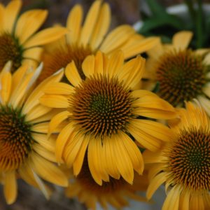 Echinacea 'Harvest Moon'