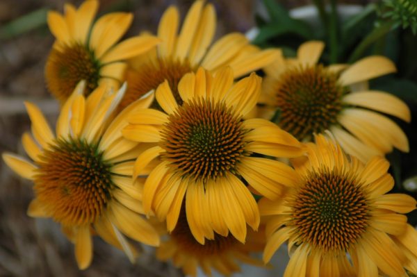 Echinacea 'Harvest Moon'