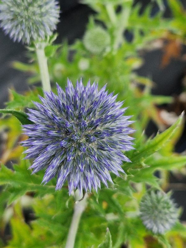 Echinops 'Blue Globe' | Proctors Nursery