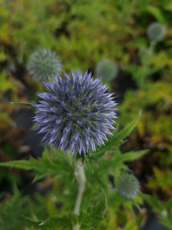 Echinops 'Blue Globe'2