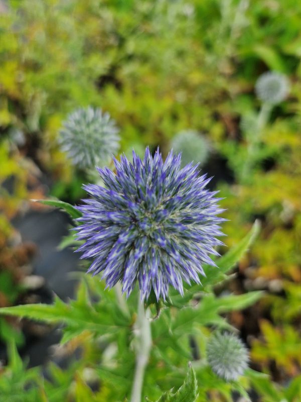 Echinops 'Blue Globe'3