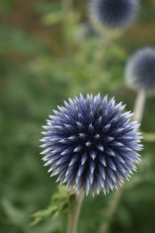 Echinops 'Blue Globe'4 Echinops 'Blue Globe'