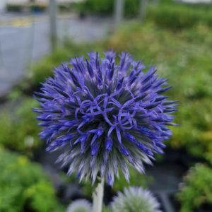 Echinops 'Platinum Blue'