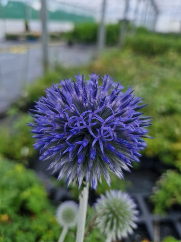 Echinops platinum blue Echinops 'Platinum Blue'