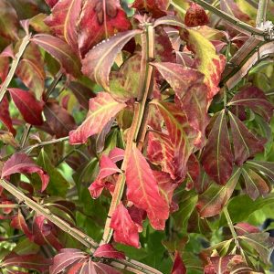 Euonymus alatus