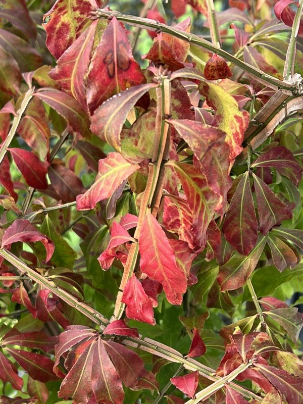 Euonymus alatus 3 Euonymus alatus
