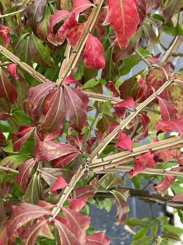 Euonymus alatus 4 Euonymus alatus