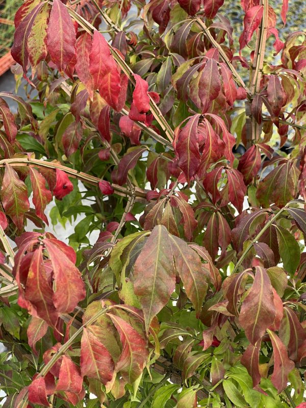 Euonymus alatus 5 Euonymus alatus