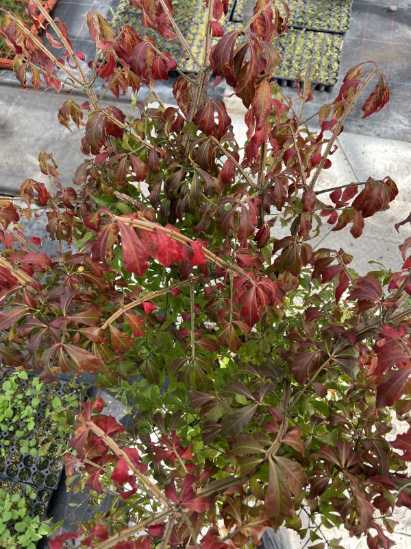 Euonymus alatus 6 Euonymus alatus