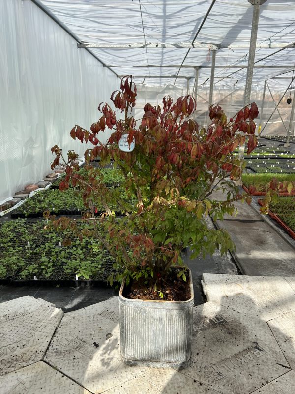 Euonymus alatus Euonymus alatus