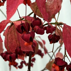 Euonymus planipes