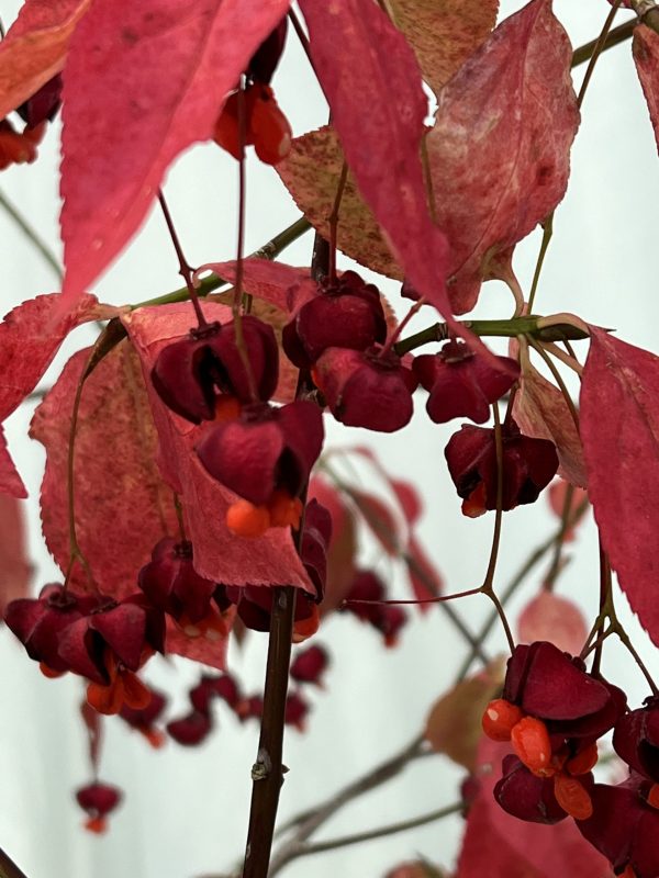 Euonymus planipes