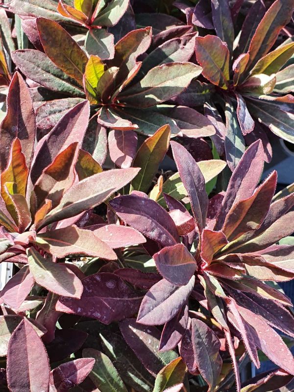 Euphorbia Ruby glow Euphorbia 'Ruby Glow'