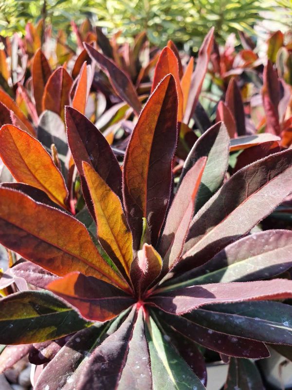 Euphorbia Ruby glow2