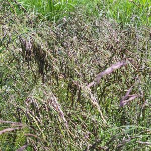 Festuca amethystina