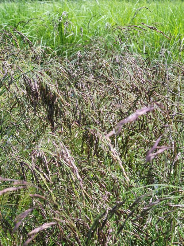 Festuca amethystina 2 Festuca amethystina