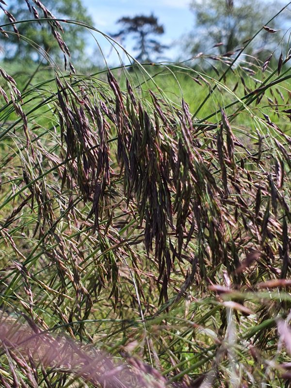 Festuca amethystina 3