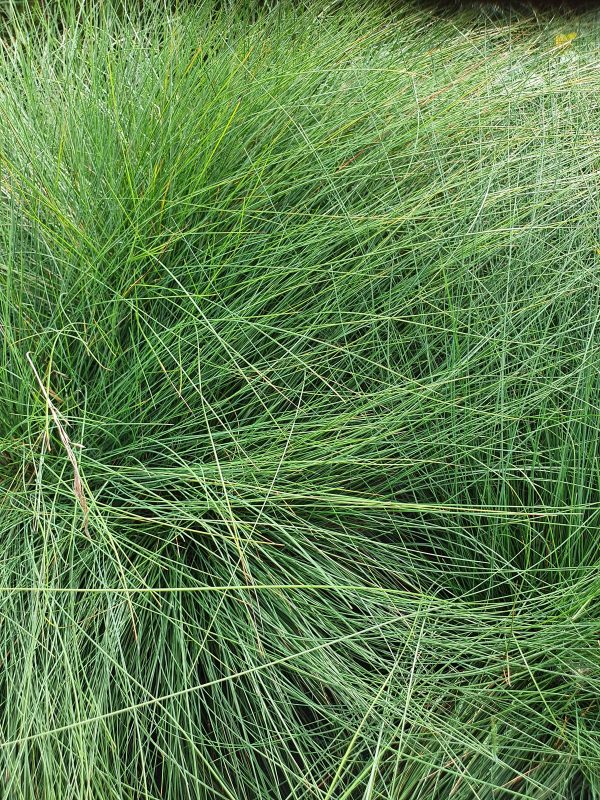 Festuca amethystina Festuca amethystina