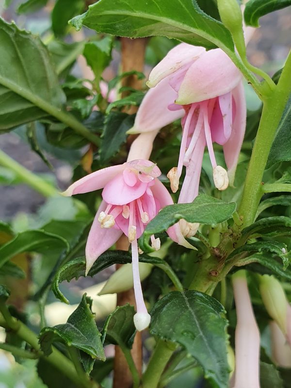 Fuchsia 'Whiteknights Pearl'