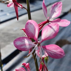 Oenothera lindheimeri 'Rosy Jane (Gaura)