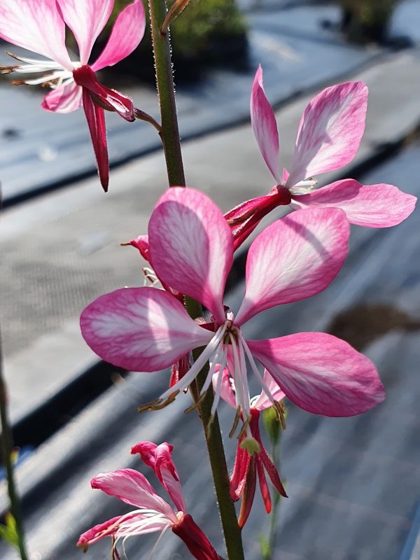 Gaura 'Rosy Jane' Oenothera lindheimeri 'Rosy Jane (Gaura)