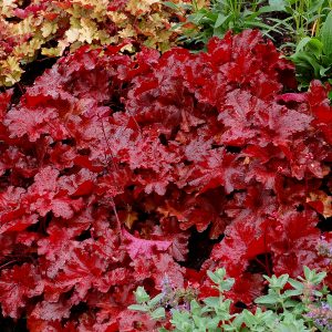 Heuchera 'Forever Red'