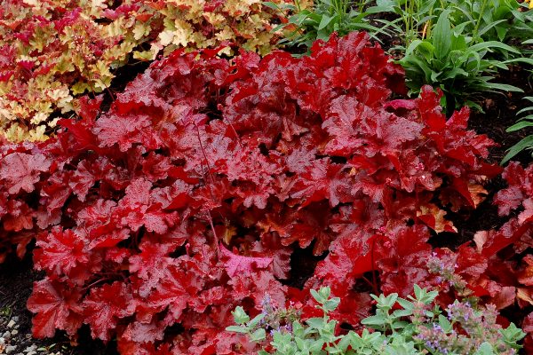 Heuchera Forever Red fp Heuchera 'Forever Red'