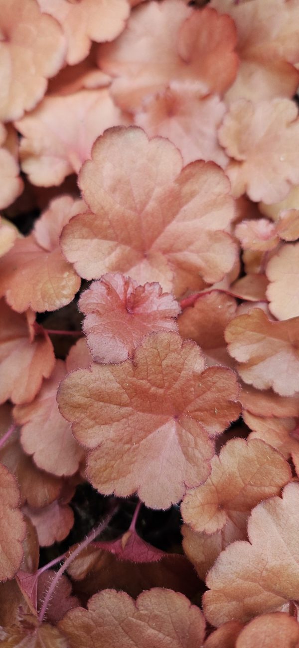 Heuchera 'Forever Red' Heuchera 'Forever Red'