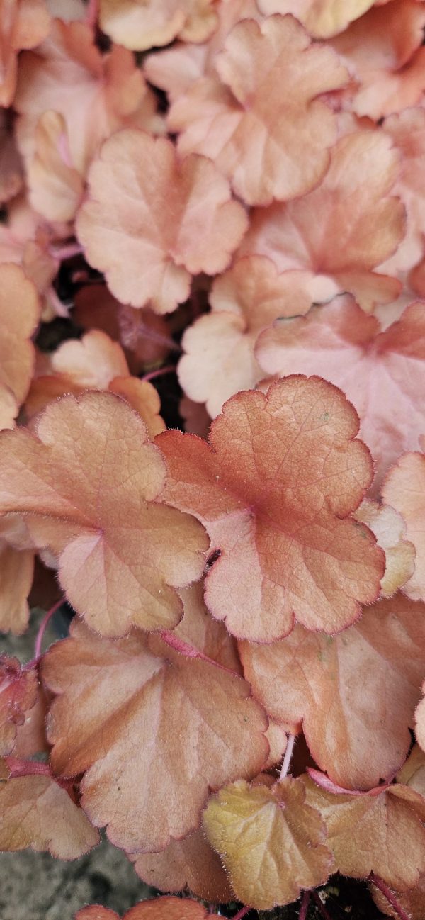 Heuchera 'Forever Red'2 Heuchera 'Forever Red'