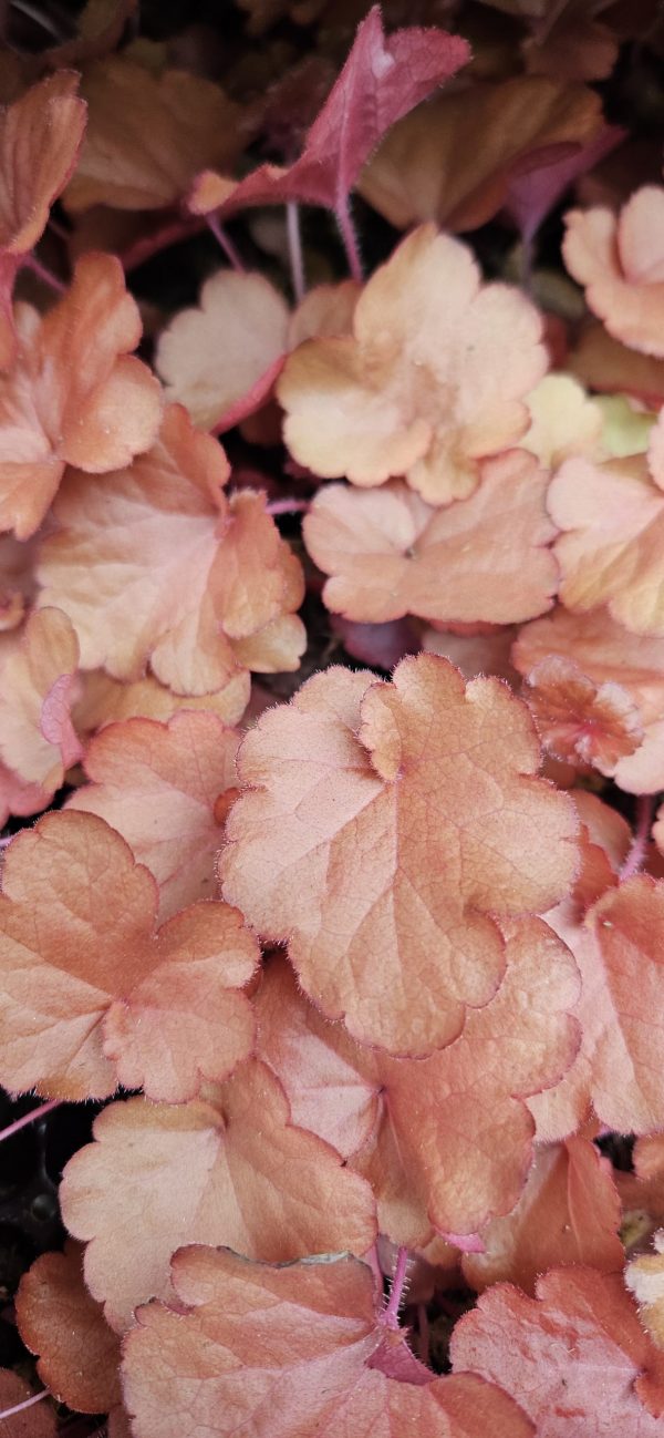 Heuchera 'Forever Red'3 Heuchera 'Forever Red'