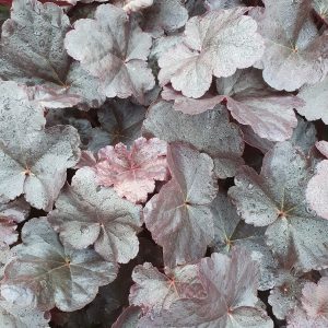 Heuchera 'Obsidian'