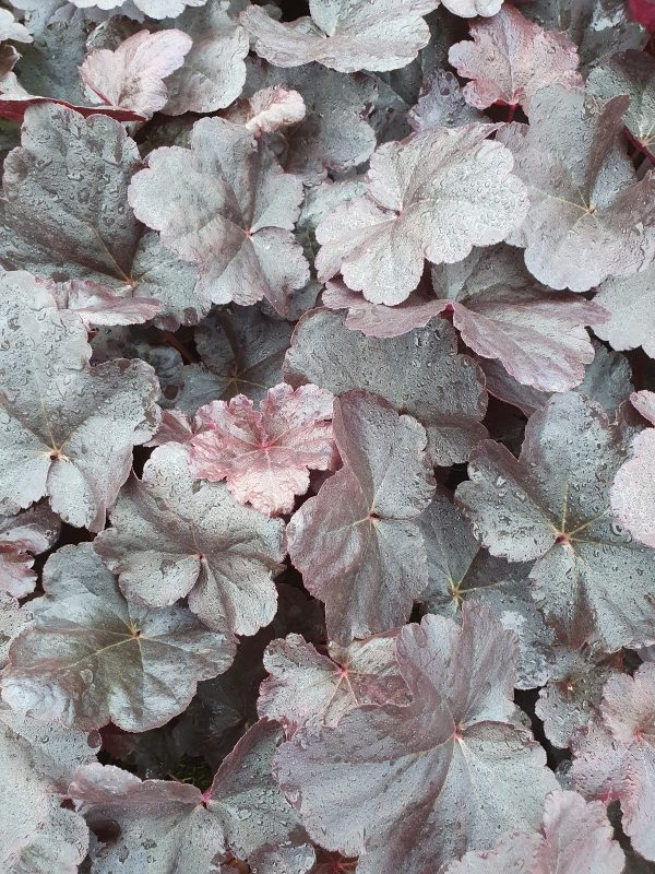 Heuchera 'Obsidian' Heuchera 'Obsidian'