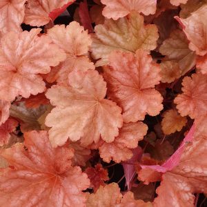 Heuchera 'Peachberry Ice'