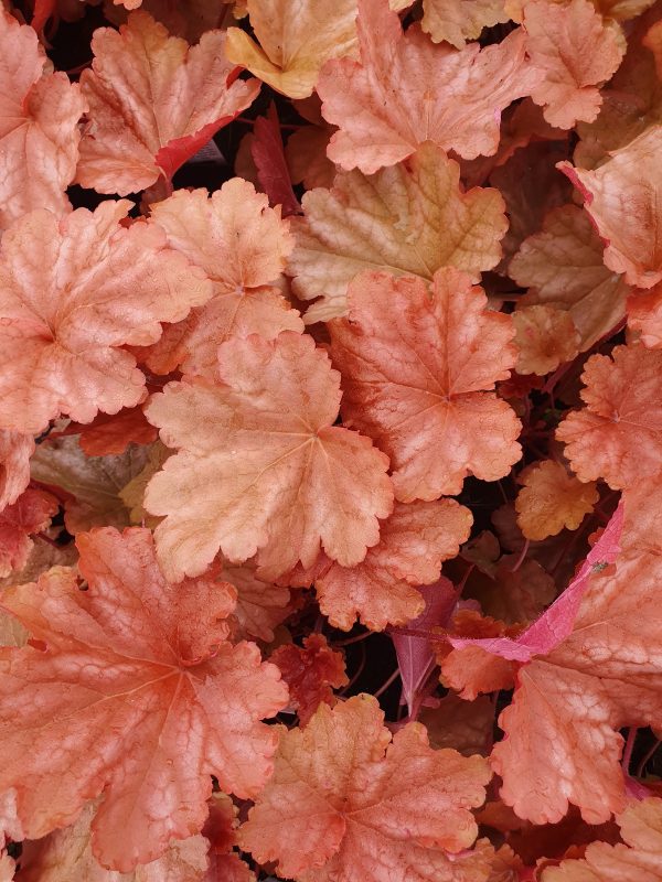 Heuchera 'Peachberry Ice'