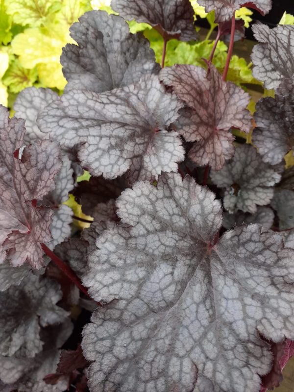 Heuchera Plum Pudding Heuchera 'Plum Pudding'