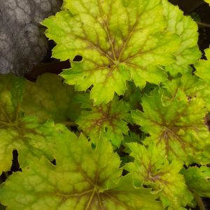 Heuchera 'Splashberry'