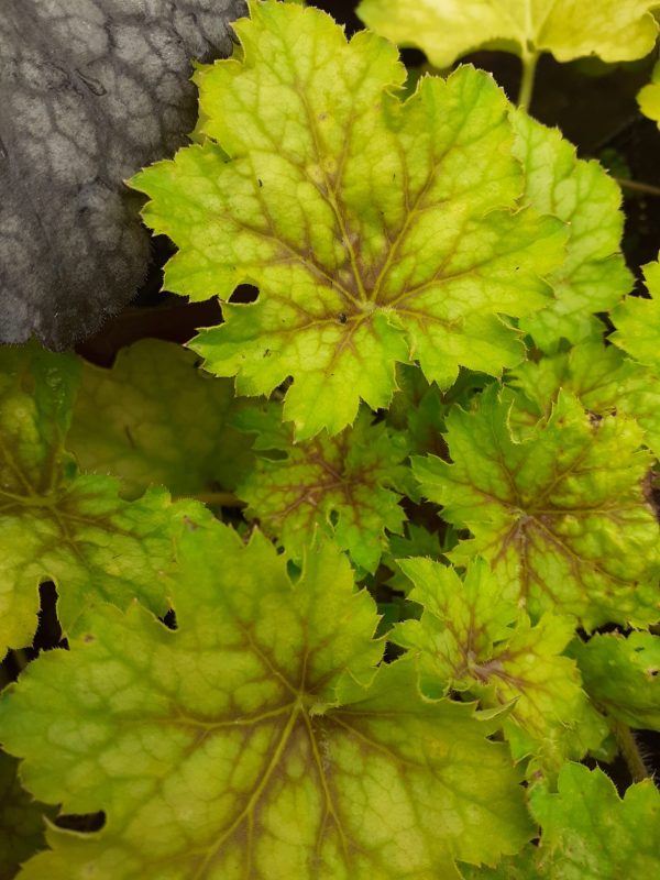 Heuchera 'Splashberry'