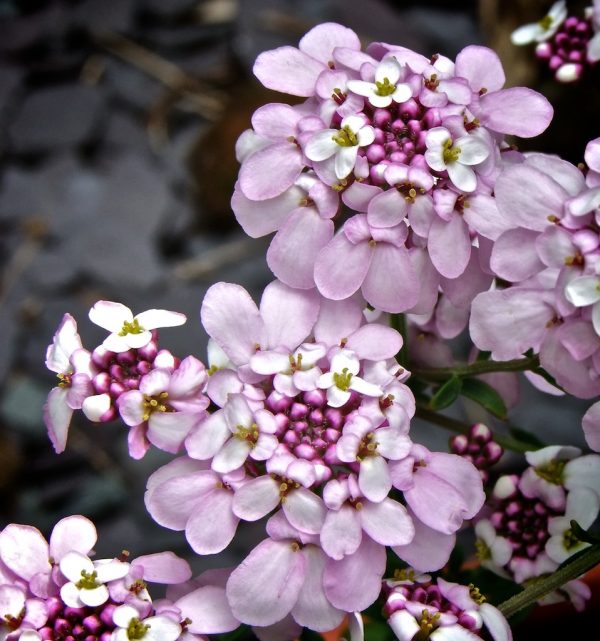 Iberis Pink Ice close up