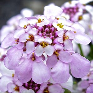 Iberis sempervirens 'Pink Ice'