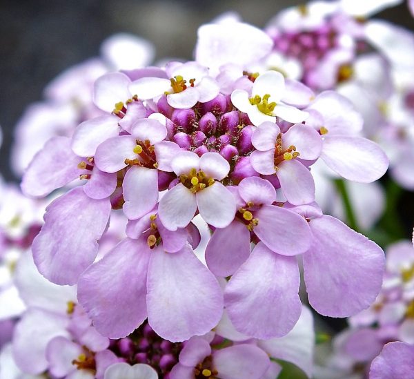Iberis sempervirens 'Pink Ice' Iberis sempervirens 'Pink Ice'