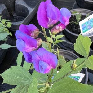 Lathyrus vernus