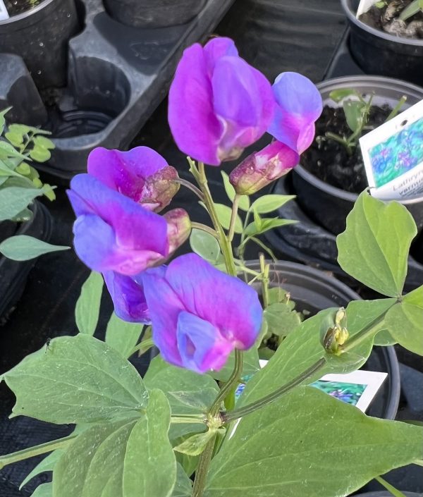 Lathyrus vernus Lathyrus vernus