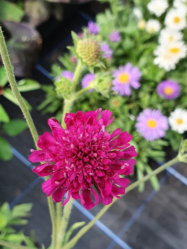 Knautia Melton pastels 3