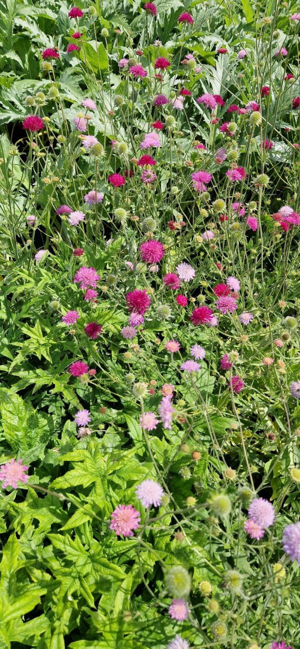 Knautia macedonica 'Melton Pastels'