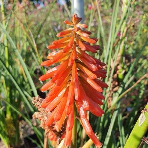Kniphofia 'Papaya Popsicle'