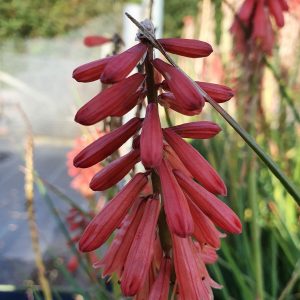 Kniphofia 'Red Hot Popsicle'
